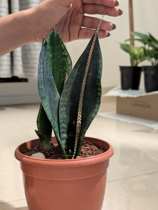 A Snaky Golden Elegant Chain